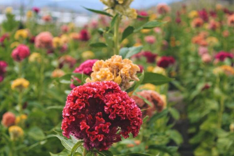 temporada de flores