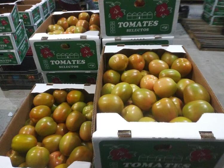 tomate